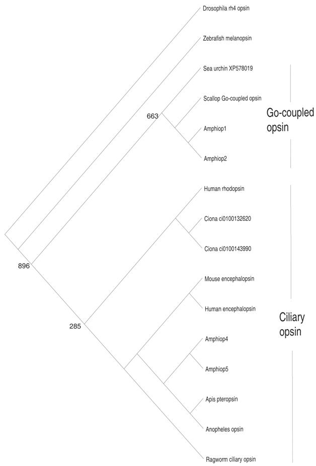 Int J Biol Sci Image