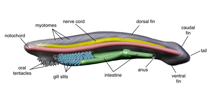 Int J Biol Sci Image