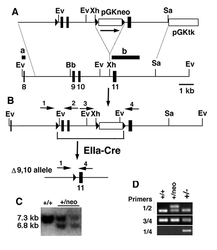 Int J Biol Sci Image