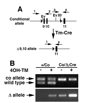 Int J Biol Sci Image