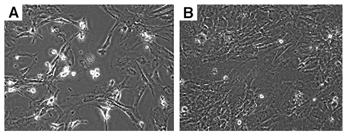 Int J Biol Sci Image