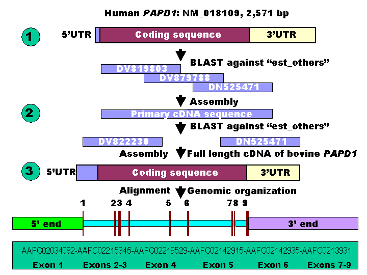 Int J Biol Sci Image