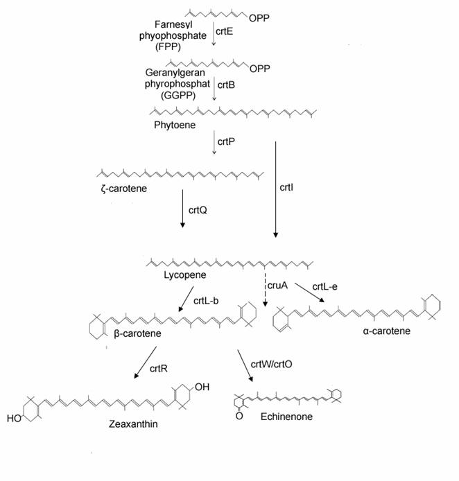 Int J Biol Sci Image