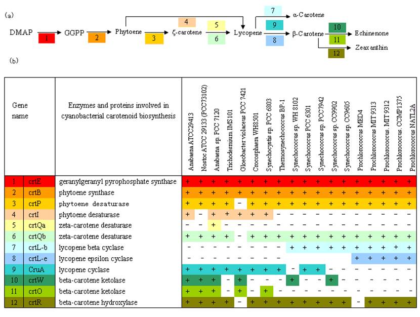 Int J Biol Sci Image