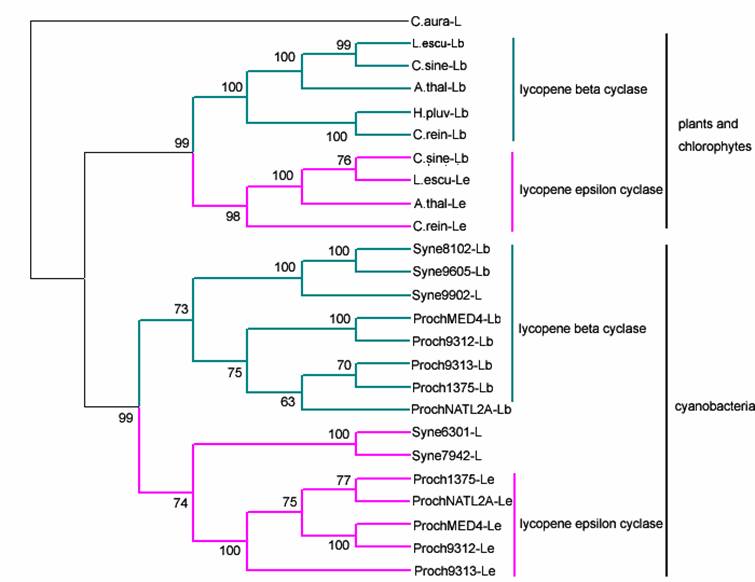 Int J Biol Sci Image