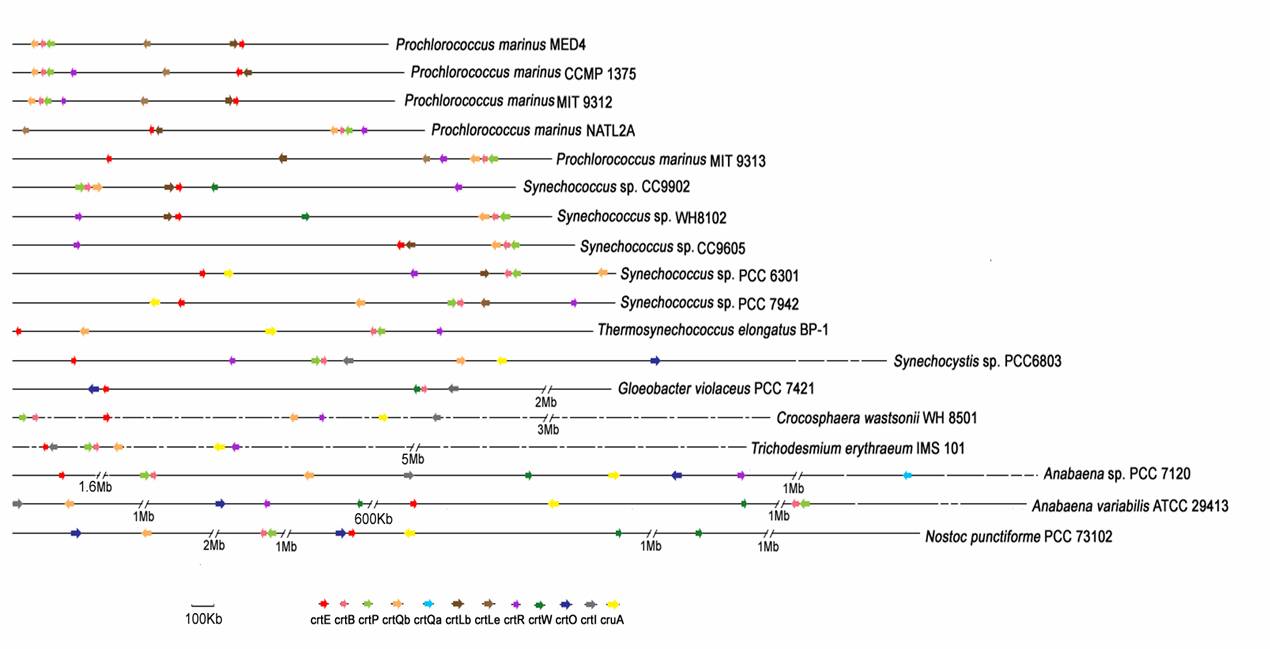 Int J Biol Sci Image