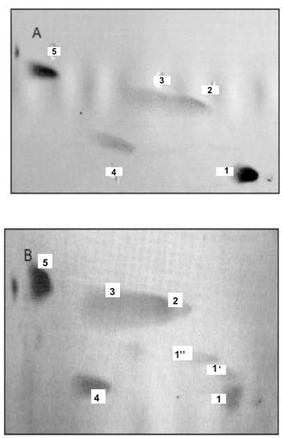 Int J Biol Sci Image