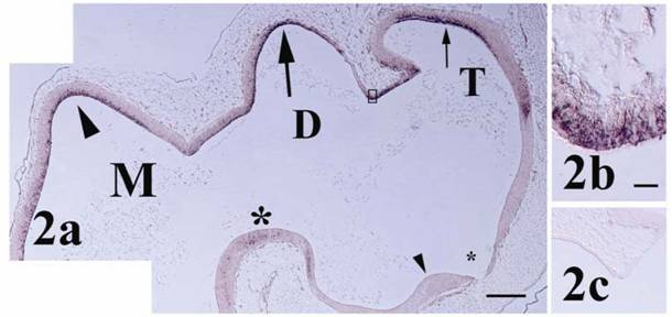 Int J Biol Sci Image