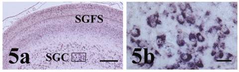 Int J Biol Sci Image