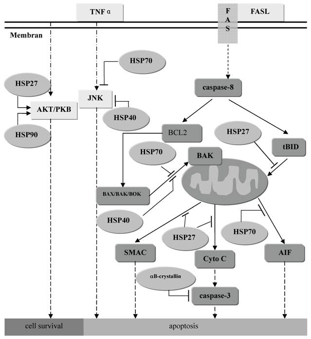 Int J Biol Sci Image