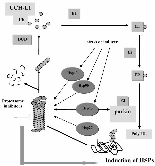 Int J Biol Sci Image