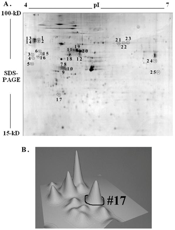 Int J Biol Sci Image