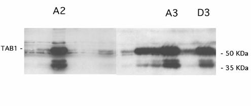 Int J Biol Sci Image