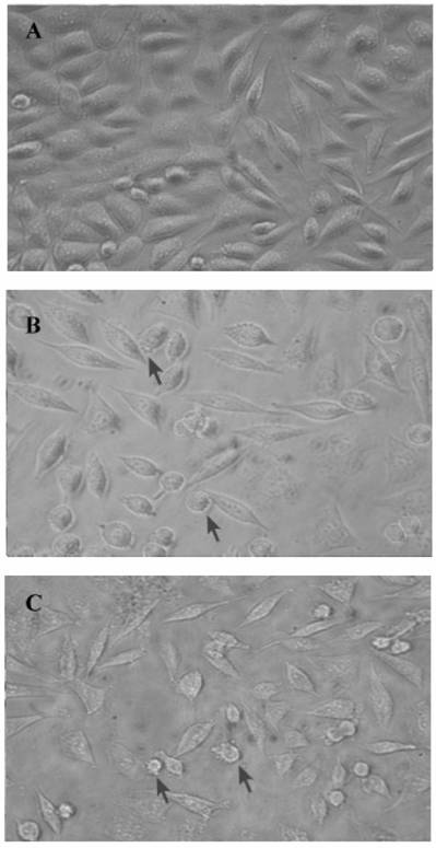 Int J Biol Sci Image