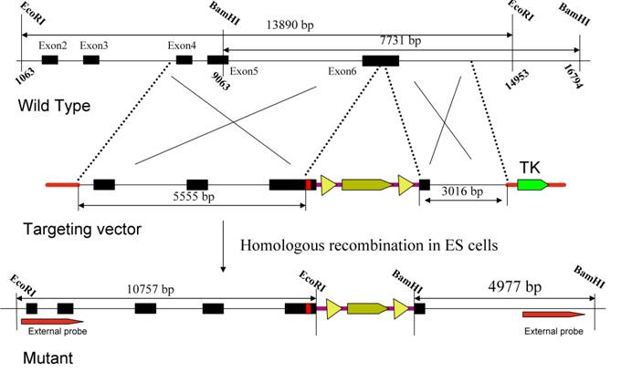 Int J Biol Sci Image