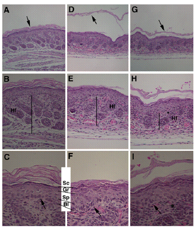 Int J Biol Sci Image