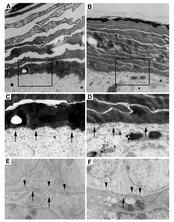 Int J Biol Sci Image