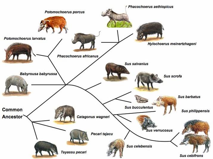 Int J Biol Sci Image