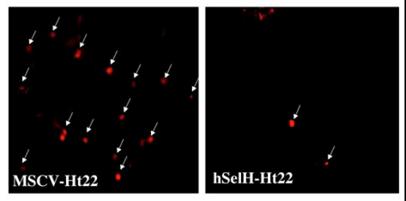 Int J Biol Sci Image