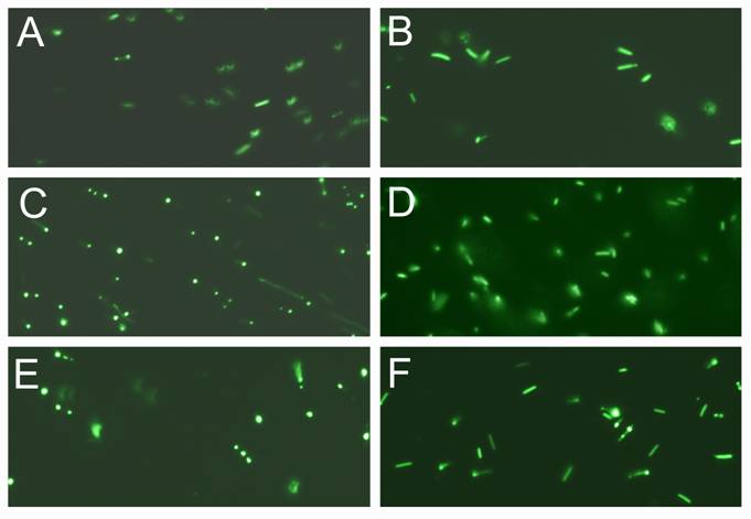 Int J Biol Sci Image