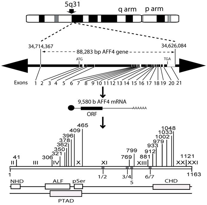 Int J Biol Sci Image