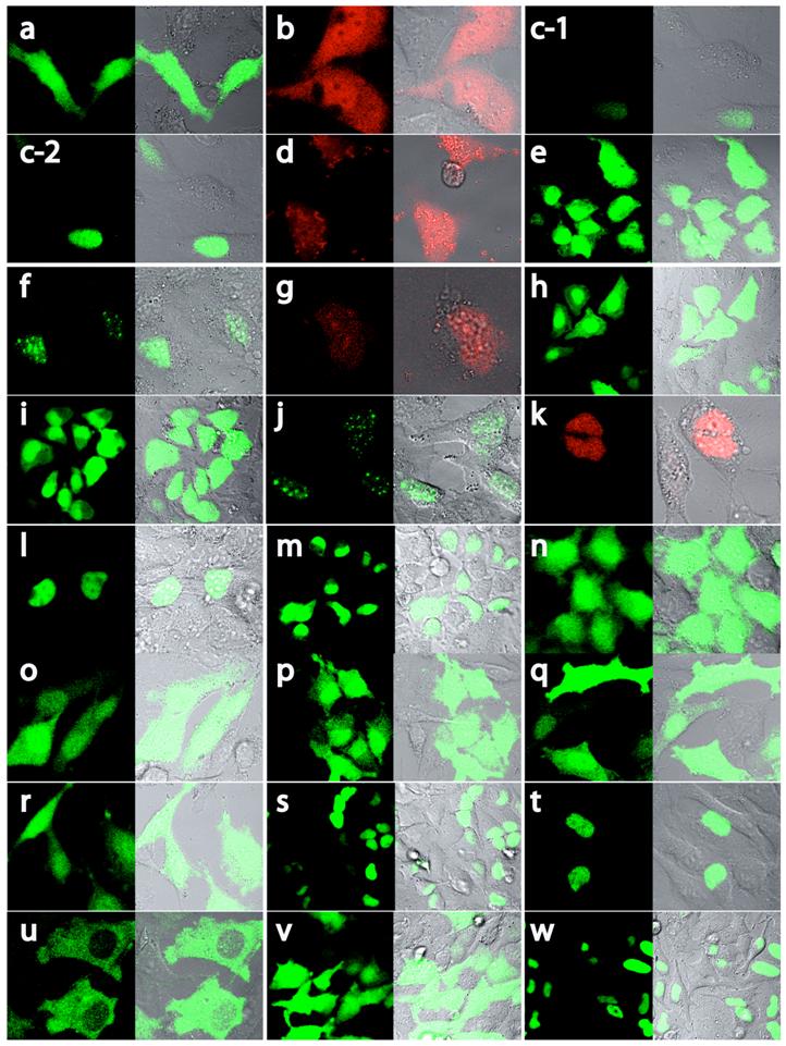 Int J Biol Sci Image