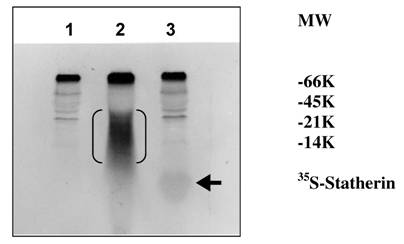 Int J Biol Sci Image