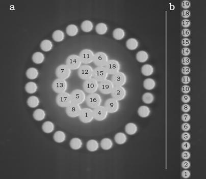 Int J Biol Sci Image