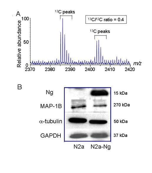 Int J Biol Sci Image