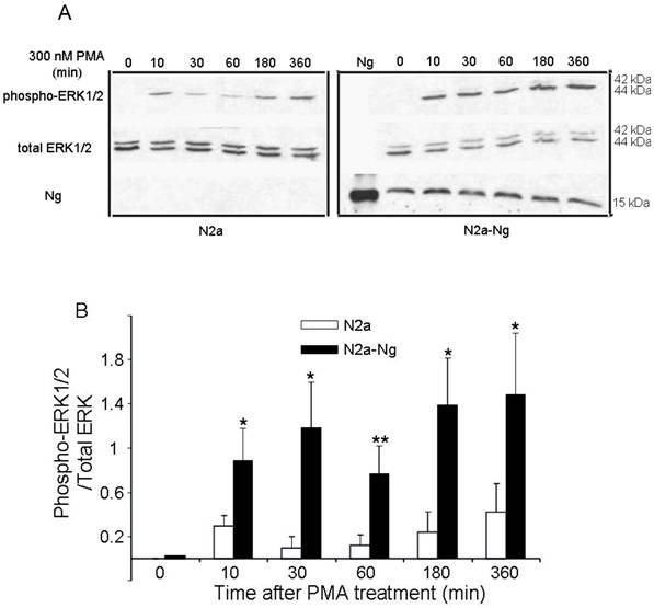 Int J Biol Sci Image