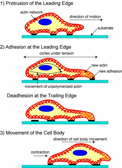 Int J Biol Sci Image