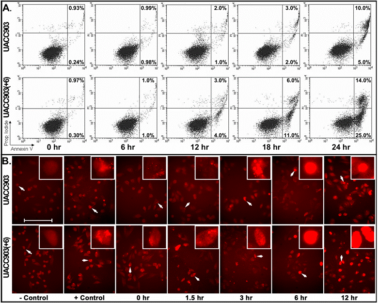 Int J Biol Sci Image