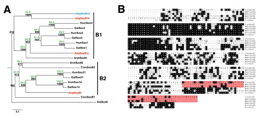 Int J Biol Sci Image