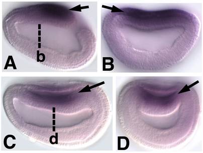 Int J Biol Sci Image