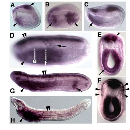 Int J Biol Sci Image