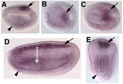 Int J Biol Sci Image