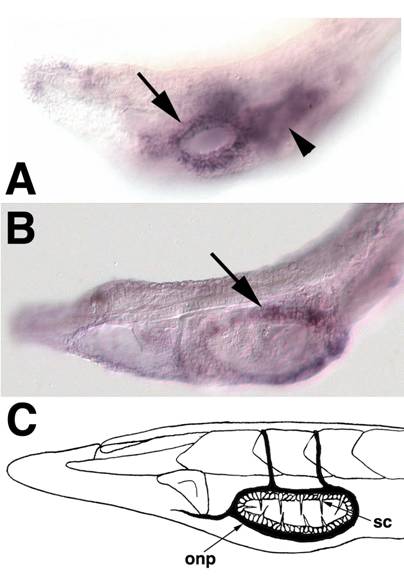 Int J Biol Sci Image