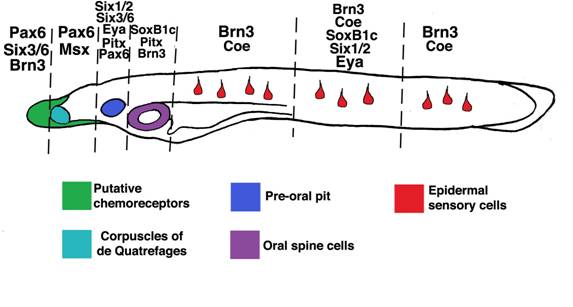 Int J Biol Sci Image