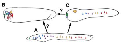 Int J Biol Sci Image