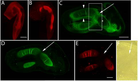 Int J Biol Sci Image