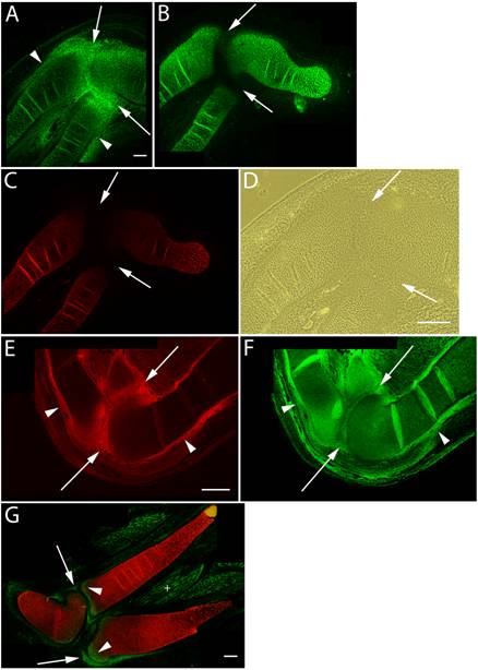 Int J Biol Sci Image