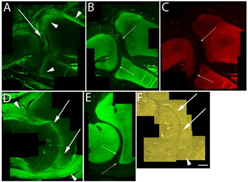 Int J Biol Sci Image