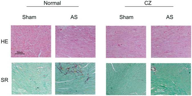 Int J Biol Sci Image