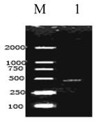 Int J Biol Sci Image