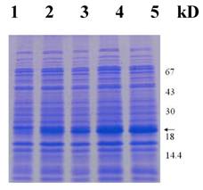 Int J Biol Sci Image