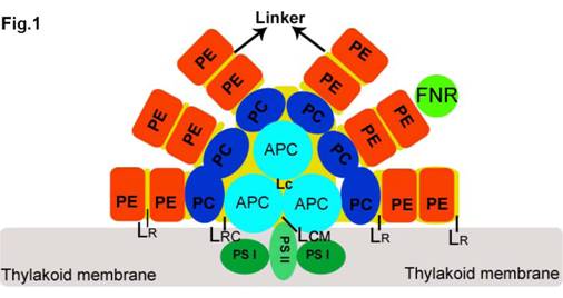 Int J Biol Sci Image