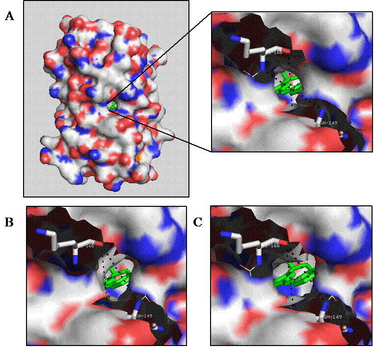 Int J Biol Sci Image