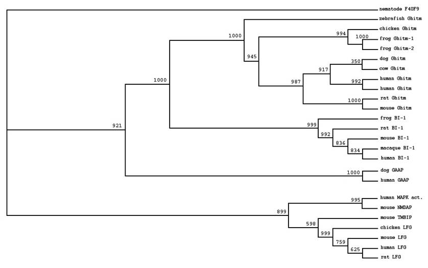 Int J Biol Sci Image