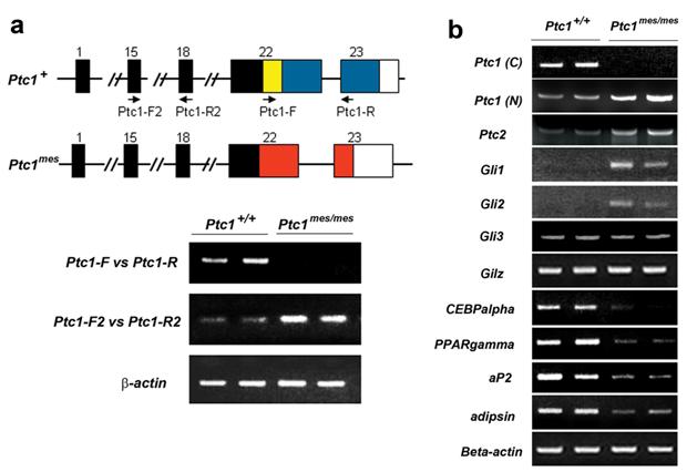 Int J Biol Sci Image