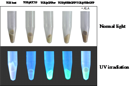 Int J Biol Sci Image